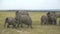 Wildlife. The Big Five during the Great Migration in a special safari jeep. Herd of elephant animals in the wild