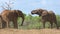 Wildlife. The Big Five during the Great Migration in a special safari jeep. Herd of elephant animals in the wild