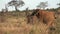 Wildlife. The Big Five during the Great Migration in a special safari jeep. Herd of elephant animals in the wild