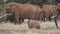 Wildlife. The Big Five during the Great Migration in a special safari jeep. Herd of elephant animals in the wild