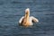 Wildlife: bigbird - common pelican eating a bigfish