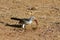 Wildlife, bird hornbill on the ground