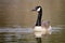 Wildlife Birds Canadian Canada Goose Swimming Green Algae Pond Afternoon