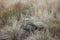 Wildlife Birds, Cape Barren Geese Pair in Native Grass Phillip Island Victoria