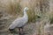 Wildlife Birds, Cape Barren Goose in Native Grassland Phillip Island Victoria