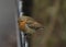 Wildlife / birds: A European Robin sat on a fence railing. 2