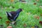 Wildlife birds. A moorhen walking on grass