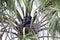 Wildlife Birds Series - Black Raven Nest with Babies in a Palm Tree