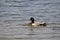 Wildlife Birds Series - Male Mallard Ducks Swimming