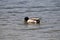 Wildlife Birds Series - Mallard Duck Male Swimming on Lake