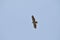 Wildlife Birds Series - Osprey in flight - Raptor - Pandion halieatus