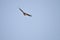 Wildlife Birds Series - Osprey in flight - Raptor - Pandion halieatus