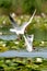 Wildlife birds watching in Danube Delta , Romania