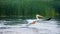 Wildlife birds watching in Danube Delta , Romania