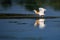 Wildlife birds watching in Danube Delta , Romania