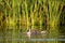 Wildlife birds watching in Danube Delta , Romania