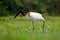 Wildlife Brazil, bird in march. Jabiru, Jabiru mycteria, black and white in the green water with flowers, Pantanal, Brazil