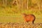 Wildlife Brazil. Capybara, Hydrochoerus hydrochaeris, Biggest mouse in the water with evening light during sunset, Pantanal, Brazi