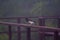 Wildlife: Brown Jays have very loud calls and are indiscriminate feeders