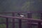 Wildlife: Brown Jays have very loud calls and are indiscriminate feeders