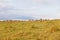 Wildlife Buck Herd Landscape