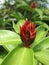 Wildlife of Bud Flower Cheilocostus speciosus red color in the garden with natural Background