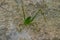 Wildlife: A Bush Cricket is seen foraging in ancient Mayan site in Guatemala