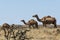 Wildlife Camel eating landscape Oman salalah Arabic 11