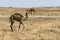 Wildlife Camel eating landscape Oman salalah Arabic 3