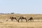 Wildlife Camel eating landscape Oman salalah Arabic 5