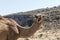 Wildlife Camel looking funny inside Camera Oman salalah landscape Arabic 3