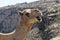 Wildlife Camel looking funny inside Camera Oman salalah landscape Arabic