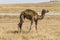 Wildlife Camel looking inside Camera Oman salalah landscape Arabic 5