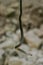 Wildlife: Central American Blood Snake is found dwelling in ancient site in Guatemala