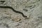 Wildlife: Central American Blood Snake is found dwelling in ancient site in Guatemala