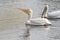 Wildlife at the coastal estuary