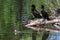 Wildlife of Colorado - Double-Crested Cormorants Watch a Wood Duckling Swim By