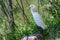 Wildlife of Colorado - Snowy Egret Perched on the Shore of a Pond
