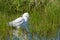 Wildlife of Colorado - Snowy Egret Wading in Shallow Water