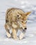 Wildlife of Colorado. Wild coyote walking in a field of snow, covered with ice