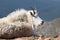 The Wildlife of Colorado Wild Mountain Goats of the Colorado Rocky Mountains.