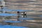 Wildlife: A Common Gallinule with her young in Lake Atitlan Guatemala