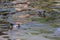 Wildlife: A Common Gallinule with her young in Lake Atitlan Guatemala