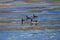 Wildlife: A Common Gallinule swims with its babies in Lake Atitlan Guatemala