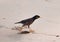 Wildlife. Common myna bird walks on the sand at Karon Beach in Thailand