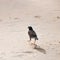 Wildlife. Common myna bird walks on the sand at Karon Beach in Thailand