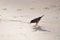 Wildlife. Common myna bird walks on the sand at Karon Beach in Thailand