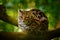 Wildlife in Costa Rica. Nice cat margay sitting on the branch in the costarican tropical forest. Detail portrait of ocelot, nice