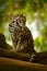 Wildlife in Costa Rica. Nice cat margay sitting on the branch in the costarican tropical forest. Detail portrait of ocelot, nice