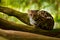 Wildlife in Costa Rica. Nice cat margay sitting on the branch in the costarican tropical forest. Detail portrait of ocelot, nice